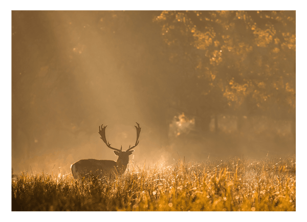 Hirsch in den Morgenstunden