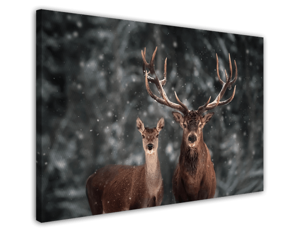 Hirsch-Paar im Winter