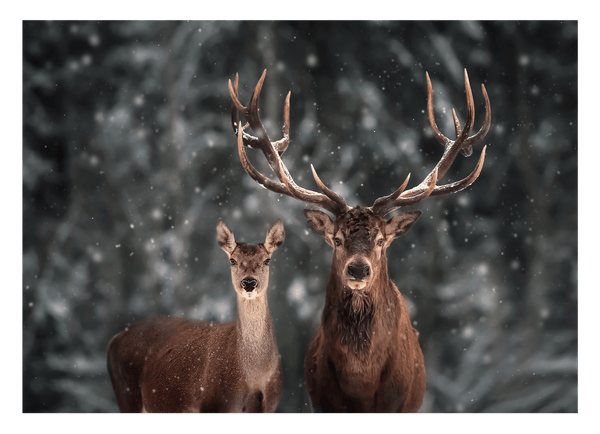 Hirsch-Paar im Winter