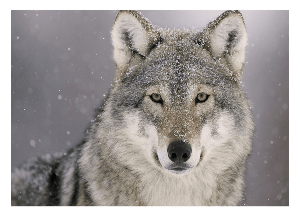 Wolf im Schnee