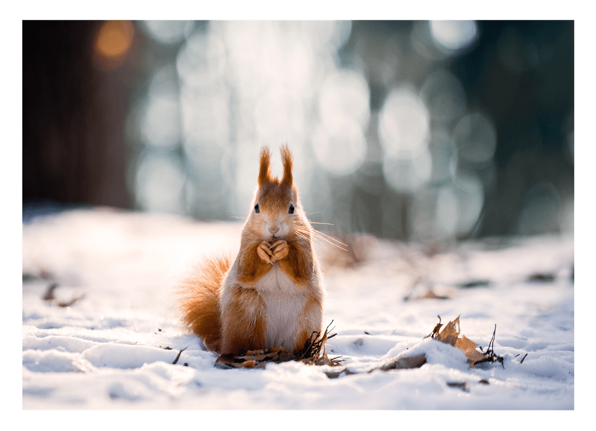 Eichhörnchen im Schnee