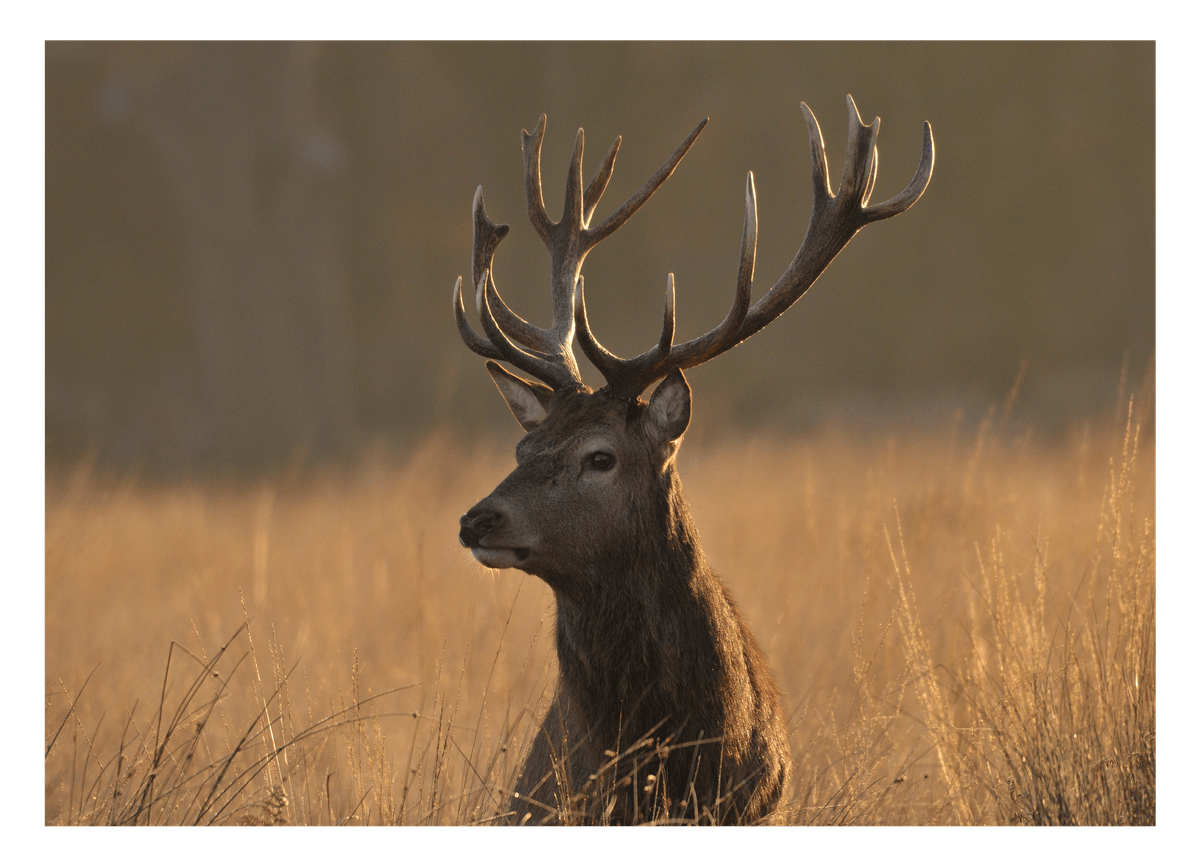 Hirsch im hohen Gras