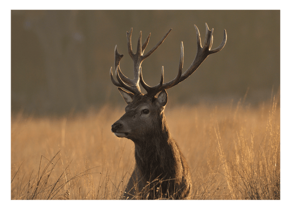 Hirsch im hohen Gras