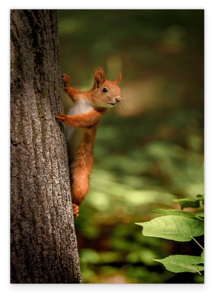 Eichhörnchen am Baum