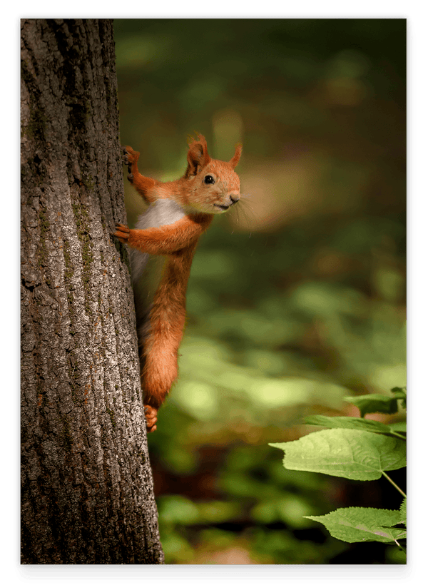 Eichhörnchen am Baum