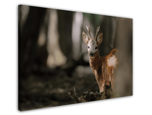 Rehbock im Wald
