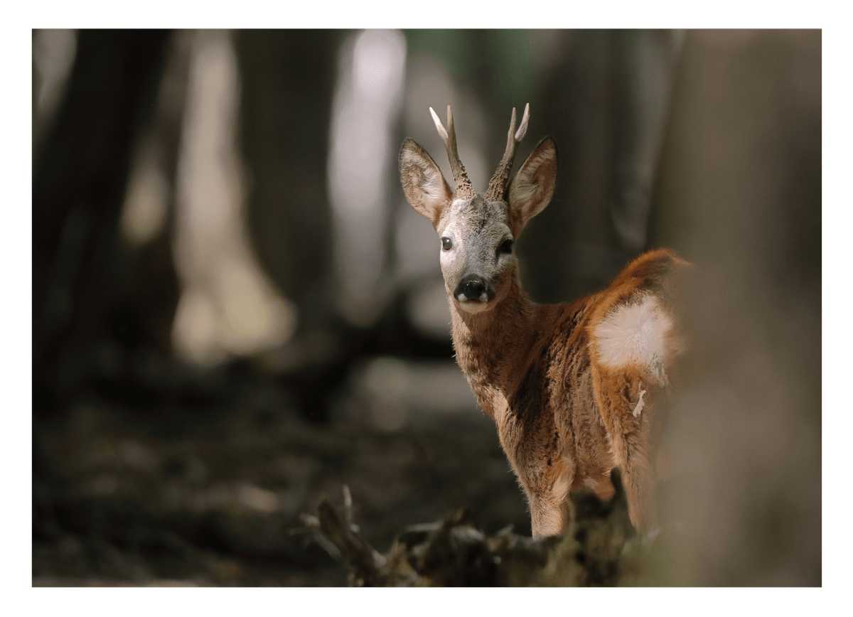 Rehbock im Wald