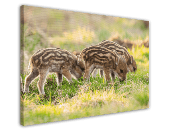 Wildschwein Frischlinge