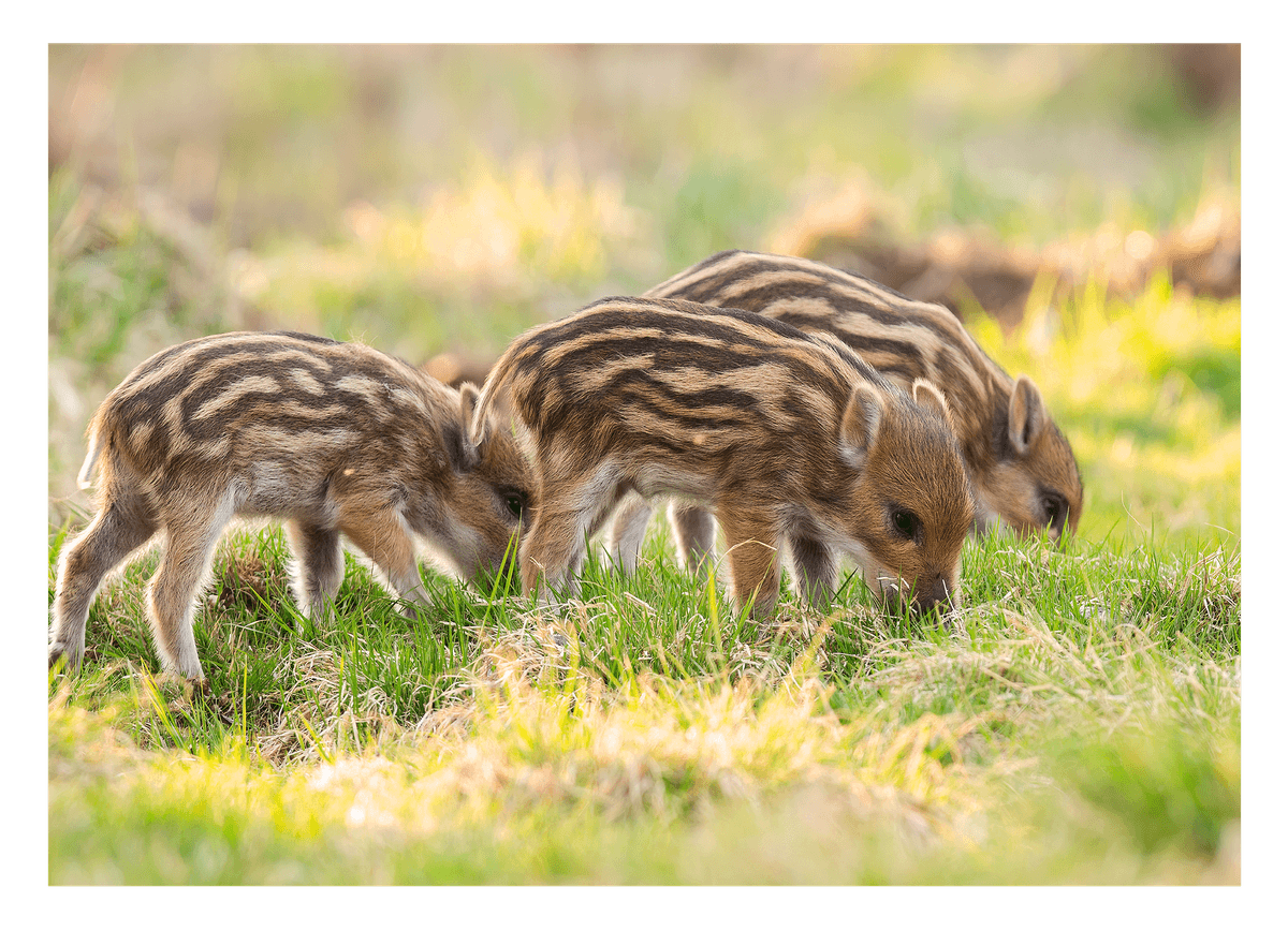 Wildschwein Frischlinge