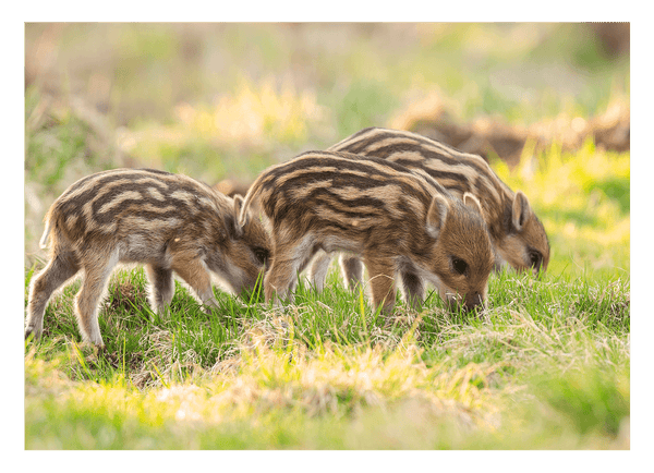 Wildschwein Frischlinge