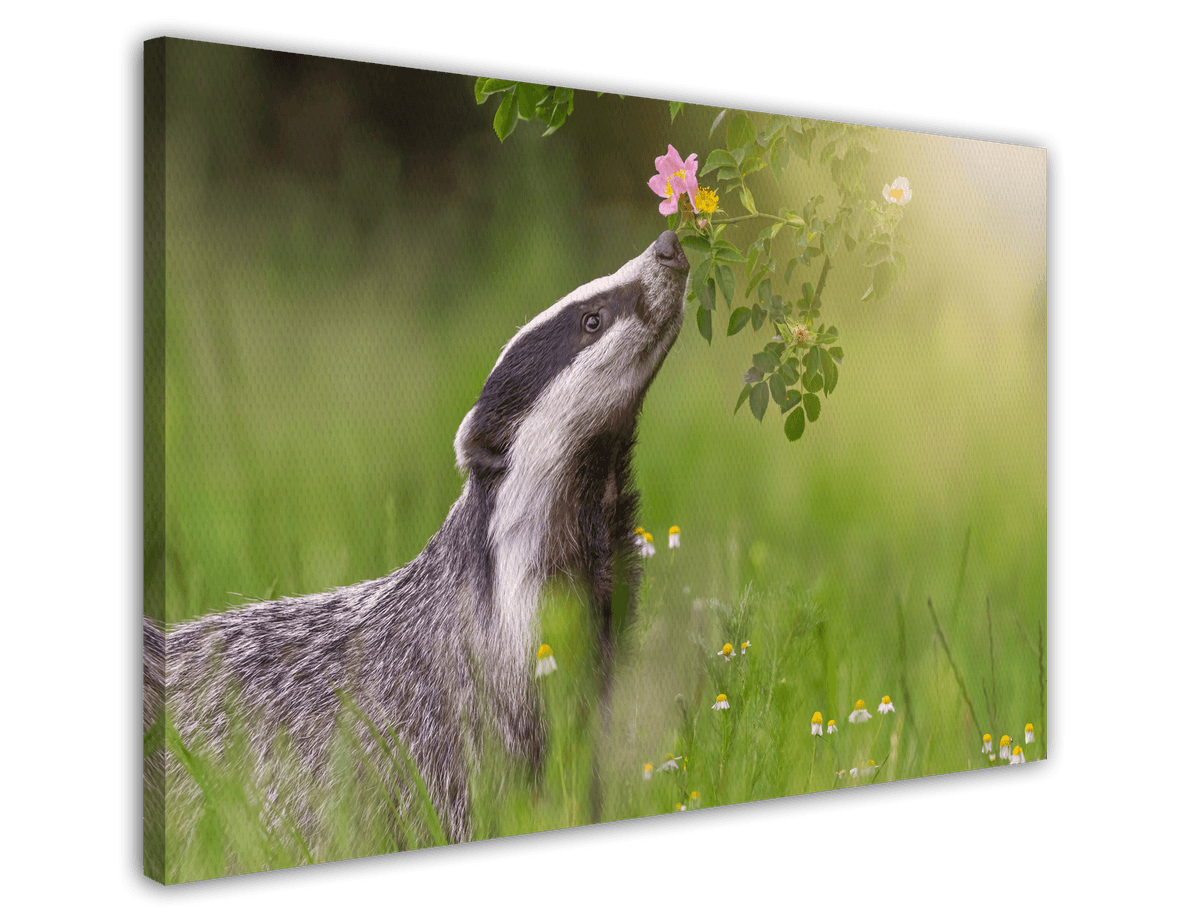 stretched-canvas