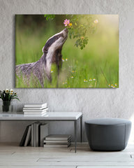 After Hover: Dachs in einer Blumenwiese