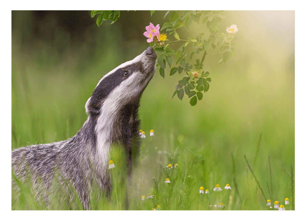 Dachs in einer Blumenwiese