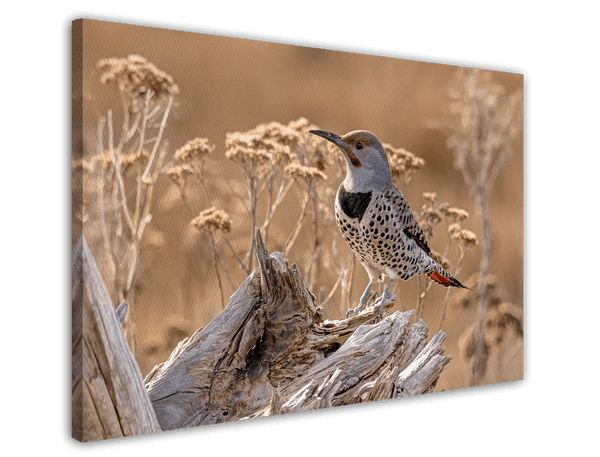 Vogel im Sommer