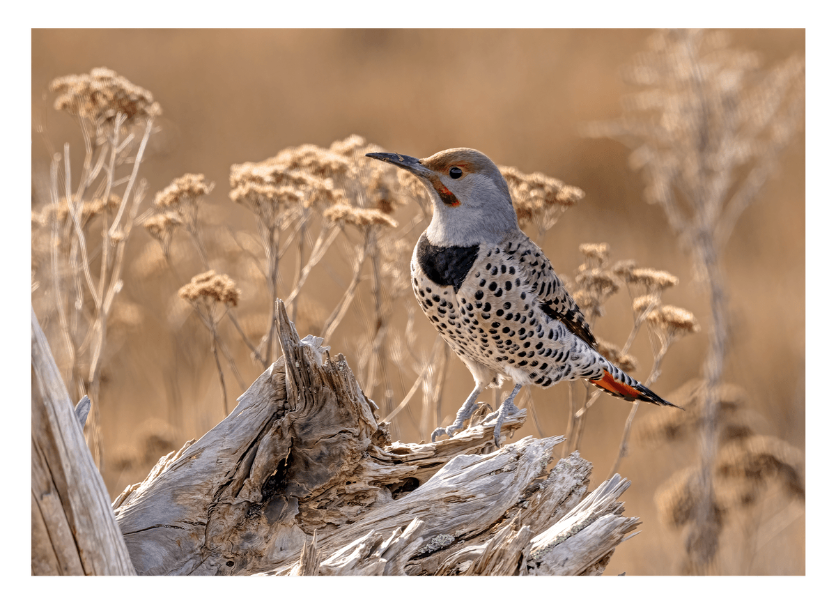 Vogel im Sommer