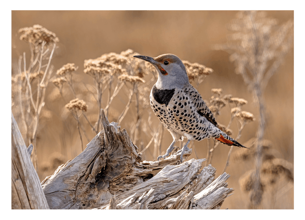 Vogel im Sommer