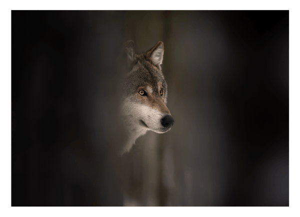 Wolf - Wildtier Fotografie