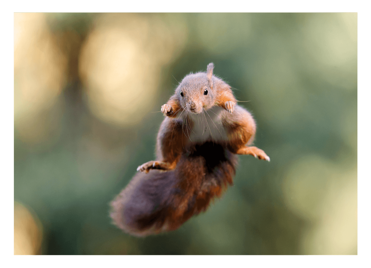 Springendes Eichhörnchen