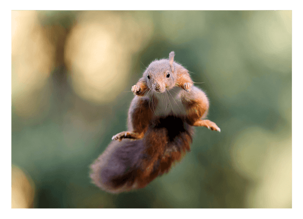 Springendes Eichhörnchen