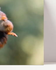 After Hover: Springendes Eichhörnchen