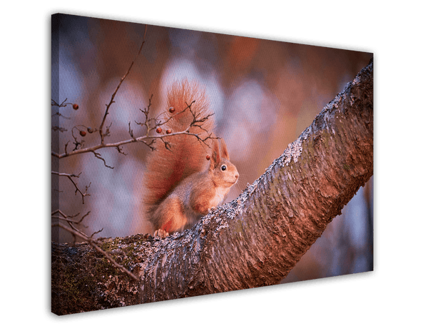 Eichhörnchen auf einem Ast