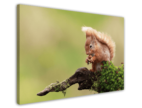 Eichhörnchen