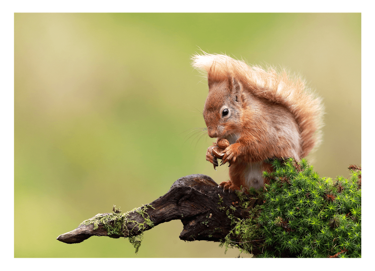 Eichhörnchen