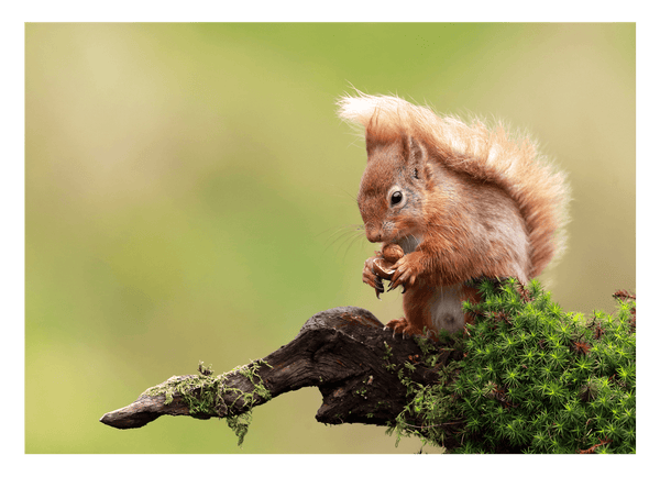 Eichhörnchen
