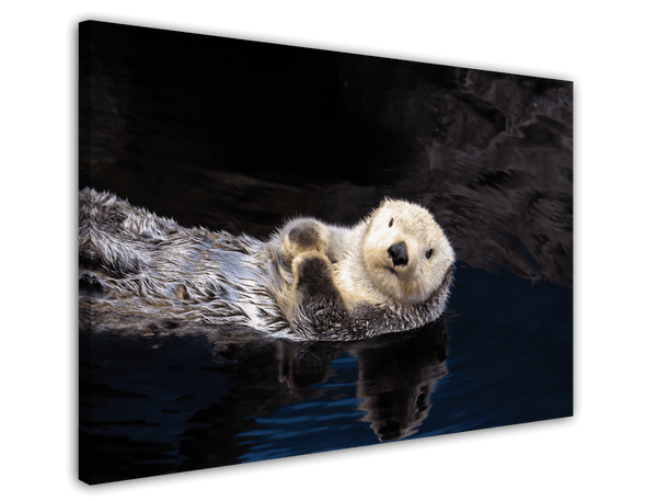 Schwimmender Seeotter