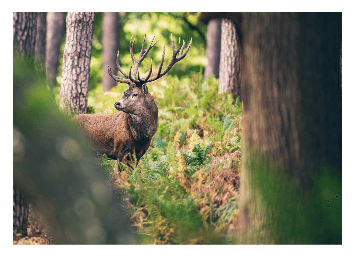 Hirsch im Wald