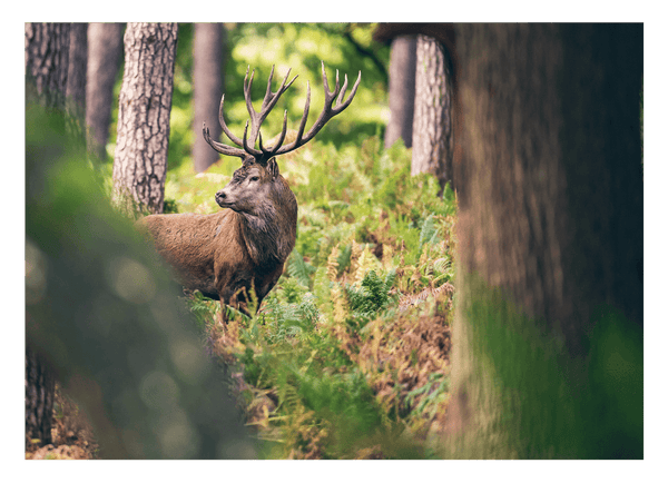 Hirsch im Wald