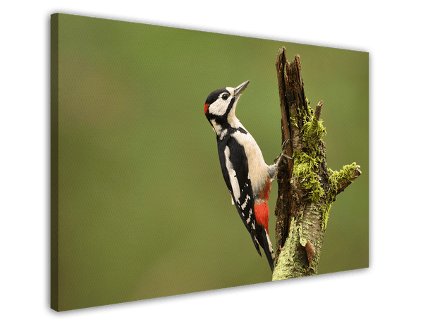 Specht Fotografie in der grünen Natur