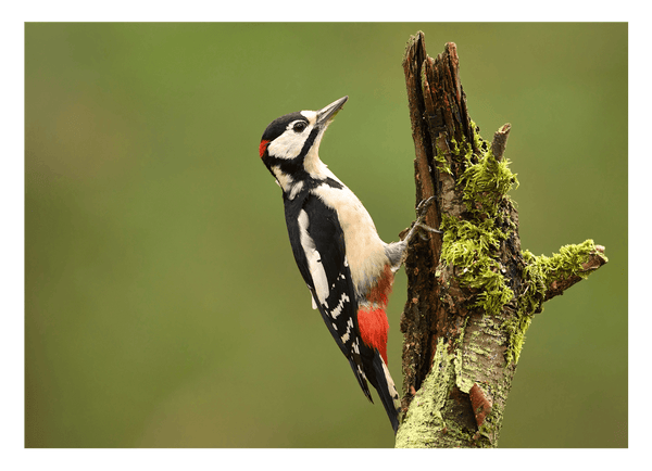 Specht Fotografie in der grünen Natur