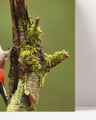 After Hover: Specht Fotografie in der grünen Natur