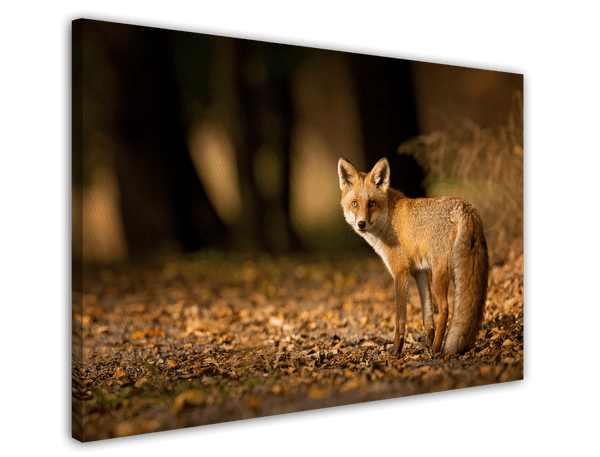 Fuchs im Blätterwald