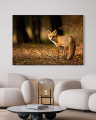 After Hover: Fuchs im Blätterwald