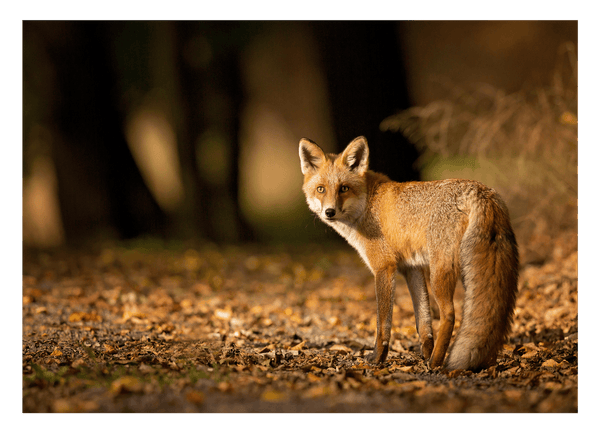 Fuchs im Blätterwald