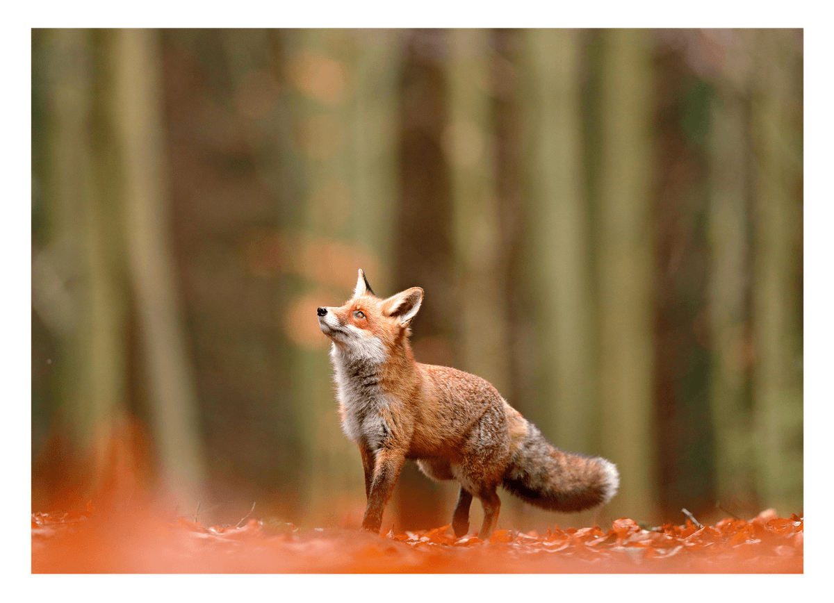 Fuchs im Wald - Tier Fotografie