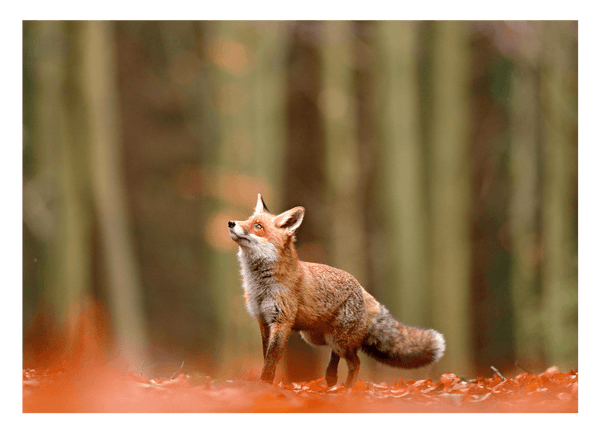 Fuchs im Wald - Tier Fotografie