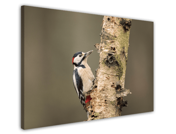 Specht am Baum - Vogel Fotografie