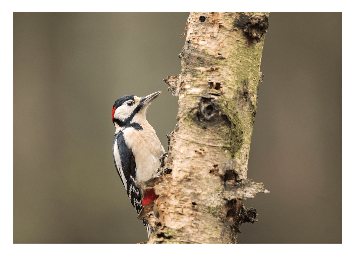 Specht am Baum - Vogel Fotografie