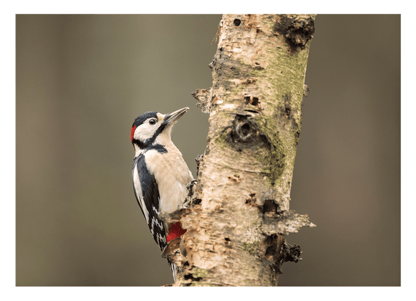 Specht am Baum - Vogel Fotografie
