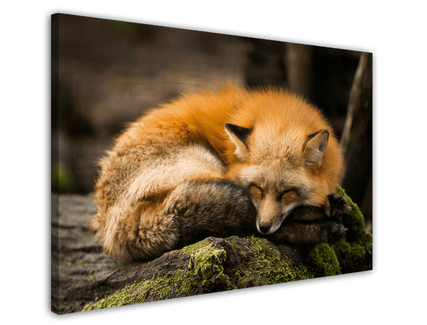 Schlafender Fuchs