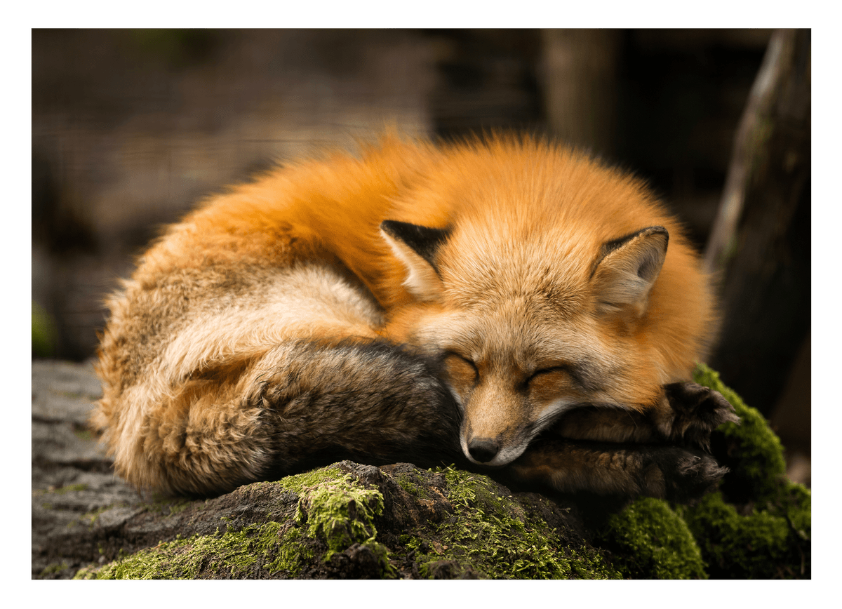 Schlafender Fuchs