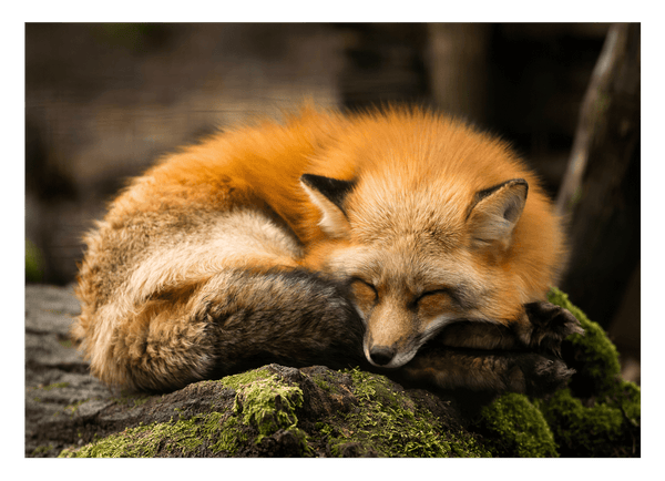 Schlafender Fuchs