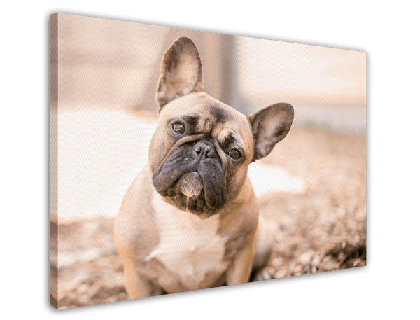 Französische Bulldogge