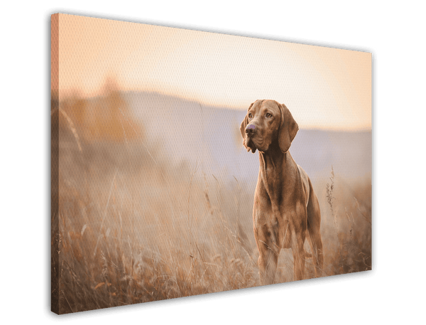 Jagdhund in der Natur