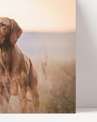After Hover: Jagdhund in der Natur
