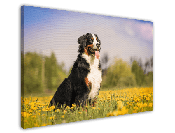 Bernersennen-Hund in Blumenwiese