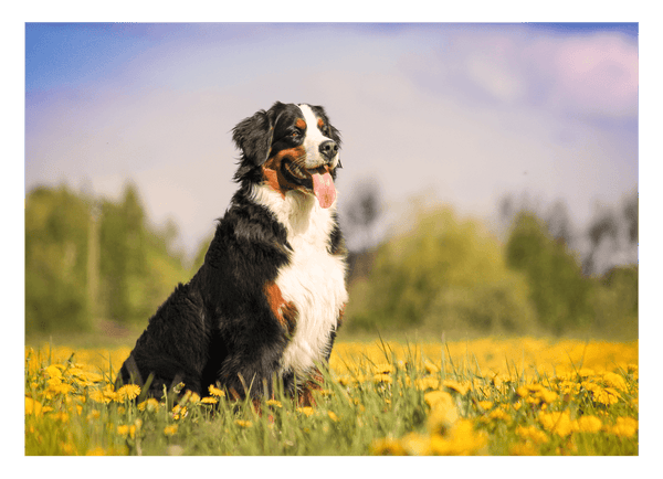 Bernersennen-Hund in Blumenwiese